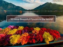 We did not find results for: 10 Most Beautiful Flowers In The World World Flowers List Beauti