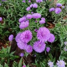 Untuk digunakan gratis ✓ tidak ada atribut yang di perlukan ✓. Tanaman Bunga Mahrit Tanaman Hias Bunga Ungu Tanaman Bunga Ungu Shopee Indonesia