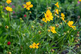 Ideal for cutting, perennial or wildflower gardens. Coreopsis Plant Care Growing Guide
