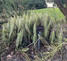 Image result for Pleopeltis