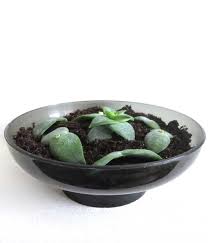 Check spelling or type a new query. Why Is Your Succulent Stretching Tall And How To Fix It