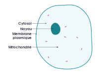 File Simple Diagram Of Plant Cell En Svg Wikimedia Commons