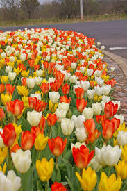 Tulip bulbs mixed tulips varieties collection tulips bulbs for gardens spring flowering bulbs ready to plant flower bulbs garden landscape. 5 Yellow Red White Tulip Bulbs Bi Color Spring Flower Garden Bloom Landscape Fall Bulbs Spring Blooms From Holland Co Spring Garden Flowers Bulb Flowers Tulips