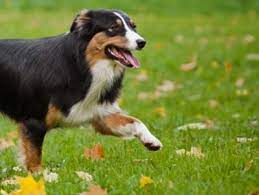 We did not find results for: Aussehen Australian Shepherd Diese Hunderasse Gibt Es Vielen Farben