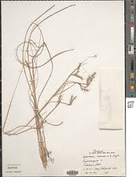 Image result for Hyparrhenia anamesa