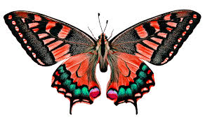 Free Image On Pixabay Nature Animals Butterfly Insect Butterfly Pictures Butterfly Photos Butterfly Painting