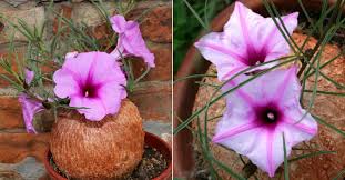 Image result for Ipomoea bolusiana