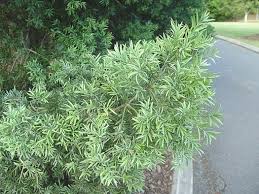 Image result for Afrocarpus falcatus