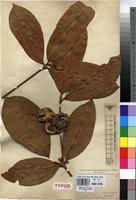 Image result for Rothmannia whitfieldii