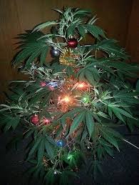 Aphids are another common insect pest. Everything You Need For A Cannabis Christmas Kushmas Chronic Crafter