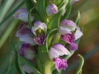 Image result for Dyschoriste transvaalensis