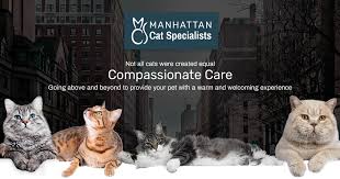 (the same is true of humans.) 2. Inflammatory Bowel Disease Manhattan Cat Specialists