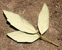 Image result for Searsia tomentosa