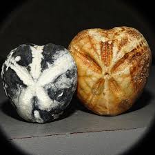 Image result for Micractis