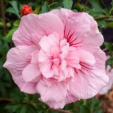Image result for Hibiscus syriacus ´Pink Chiffon