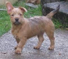 What does this mixed breed look and act like? French Bulldog Puppies Yorkshire Pets Lovers