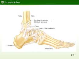 Sendi dari pergelangan kaki ini sendiri terdiri dari bagian bawah tulang tibia, tulang fibula serta tulang talus dimana berbentuk bagaikan kubah pada kaki serta pergelangan kaki, biasa terjadi osteoartritis dan artritis rematoid. Tulang Dan Persendian Extremitas Inferior Ppt Download