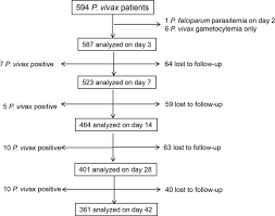 The who recommends acts for mixed infections and primaquine for patients. Therapeutic Responses Of Plasmodium Vivax Malaria To Chloroquine And Primaquine Treatment In Northeastern Myanmar Antimicrobial Agents And Chemotherapy