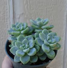 Sedum Clavatum Small Cluster Van Ctsairplants Op Etsy Sedum Succulents Echeveria