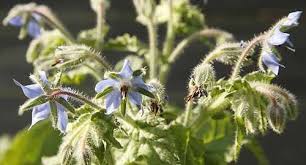 Deer resistant shade flower seeds. Borage Borago Officinalis Organically Grown Flower Seeds Floral Encounters Flower Seeds Deer Resistant Plants Annual Plants