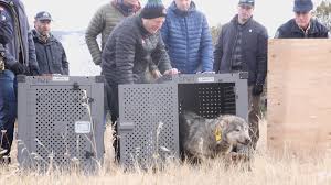 Wolves From Canada Arrive In Colorado, Nobody's Saying Where They'll Be  Released
