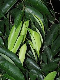 Image result for Cleistanthus