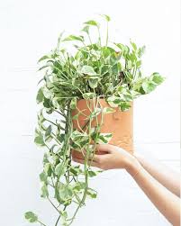 Image result for Epipremnum en casa