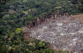 Los lugares donde ocurren deforestaciones más notorias son los bosques y. Amazonia Pierde Millones De Toneladas De Carbono Debido A La Deforestacion