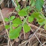 Image result for Paullinia pinnata