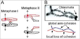 Chiasma definition, a crossing or decussation, as that of the optic nerves at the base of the brain. Meiotic Crossover Chiasma Patterns A Meiosis Comprises 2 Download Scientific Diagram