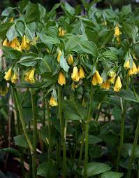 Disporum Flavens Korean Fairy Bells 2018 Avent Gardens Planted In Entryway Garden Near Neighbor S Chimney Plants Unusual Plants Flower Farm
