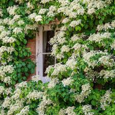Planting deer resistant plants does help. Climbing Hydrangea Shop Flowering Shrubs Michigan Bulb