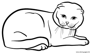 Did you know?<br> scotland is part of the united kingdom. Scottish Fold Cat Coloring Pages Printable