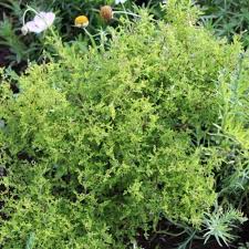 Image result for Salvia stenophylla