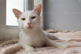 White tabby cat with green eyes is sitting