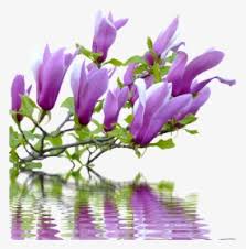 Spring Magnolia Branch Png Clip Art Image Pink Magnolia Clip Art Transparent Png Kindpng Seeking for free magnolia png png images? spring magnolia branch png clip art