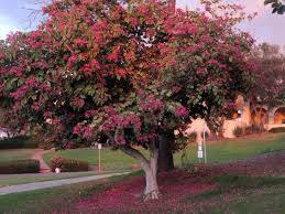Image result for Bauhinia purpurea