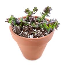 Image result for Crassula maputensis