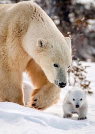 Kutup Ayisi Ile Sevimli Yavrusu Baby Polar Bears Polar Bear Bear Photos
