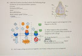 The neurotransmitter release is most likely responsible for hypertension, muscle fasciculations, and spasms while the venom of the black widow spider has been characterized as being more potent than that of many. Solved A Label The Location Number Where The Following Chegg Com