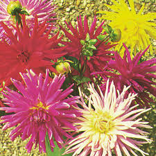 How to plant dahlia tubers year after year. Dahlia Cactus Mixed A Leading Supplier Of Vegetable Seeds In Essex Uk Grow Your Own Vegetable Seeds Kingsseeds Com