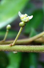 Image result for Polystachya pamelae