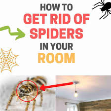 And if you wonder how to get rid of spiders in the house without chemicals, then the answer is to use peppermint oil. How To Keep Spiders Out Of Your Room Natural Home Remedies Bugwiz