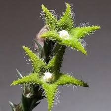 Image result for Orbea dummeri