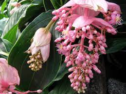L'allestimento è tuttavia alquanto decisivo. Medinilla Magnifica Medinilla Magnifica Piante Da Interno Medinilla Magnifica Appartamento