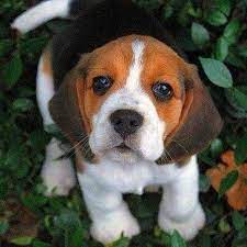 Cute Little Beagle Puppy Cute Beagles Cute Animals Beagle Puppy