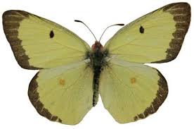Check spelling or type a new query. Butterfly Identification Guide 27 Types Of Butterflies With Photos Owlcation