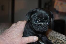 We did not find results for: Akc Black Pug Puppy Kirby For Sale In Jackson Mississippi Classified Americanlisted Com