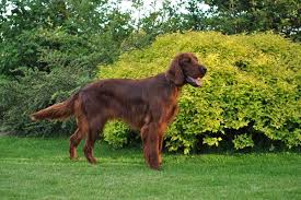 Image result for irský setr