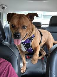 Looking for the ultimate adventure buddy? Bubba might just be your boy. He  recently enjoyed a Dog's Day Out with our amazing volunteer Alyssa who gave  him this glowing review: “I recently